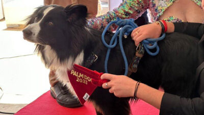 “Messi” border collie Cannes