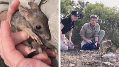 Mini canguros regresan a Australia tras 100 años