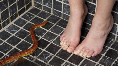 Mujer en EU compra casa infestada con enormes serpientes