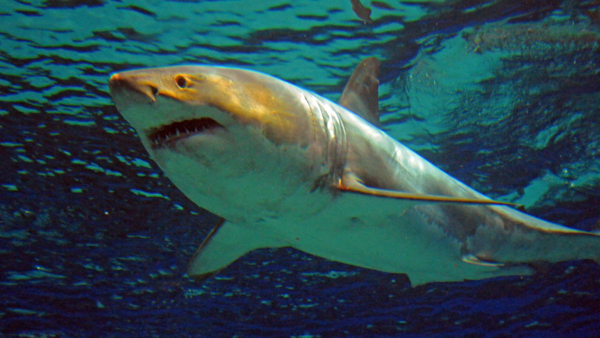 Mujer estadounidense pierde una pierna en ataque de tiburón en las Islas Turcas y Caicos