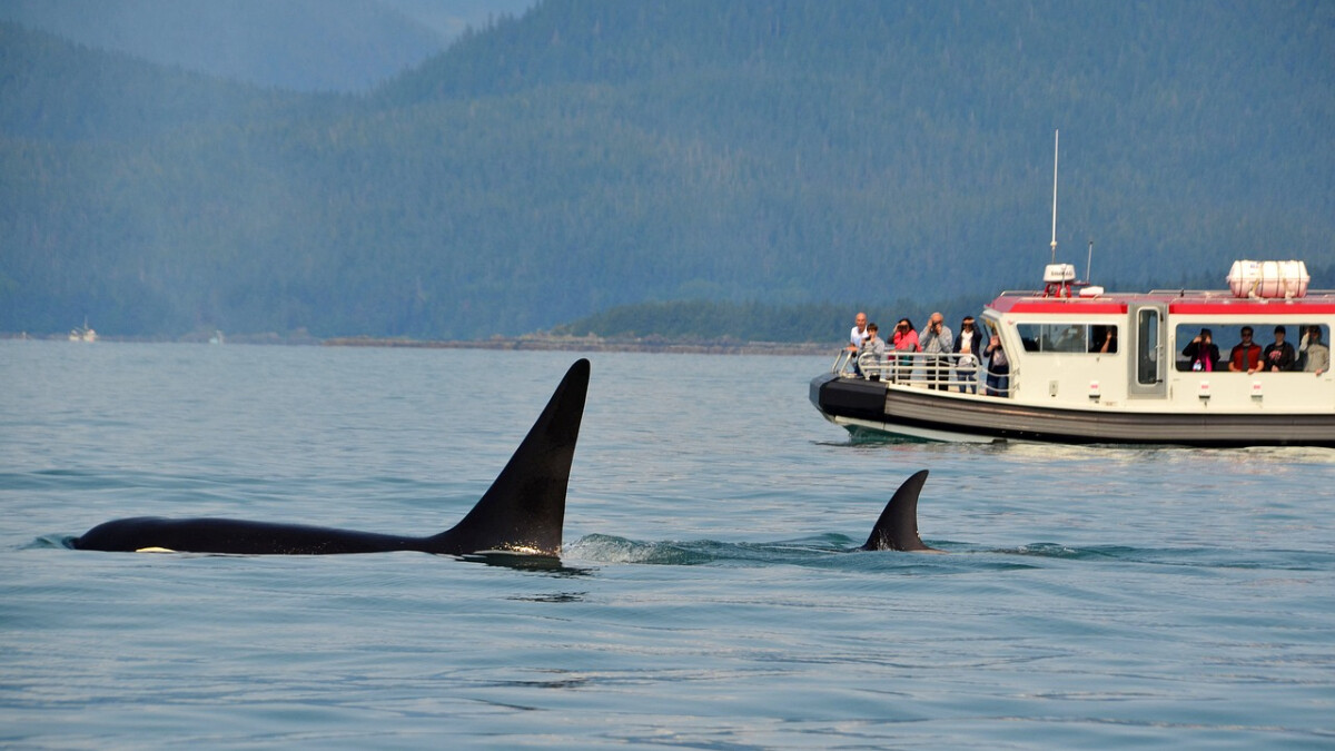 La orca Gladis, acusada de enseñar a depredadores a hundir barcos