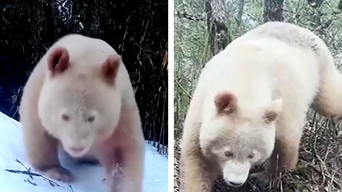 Así se ve un panda albino