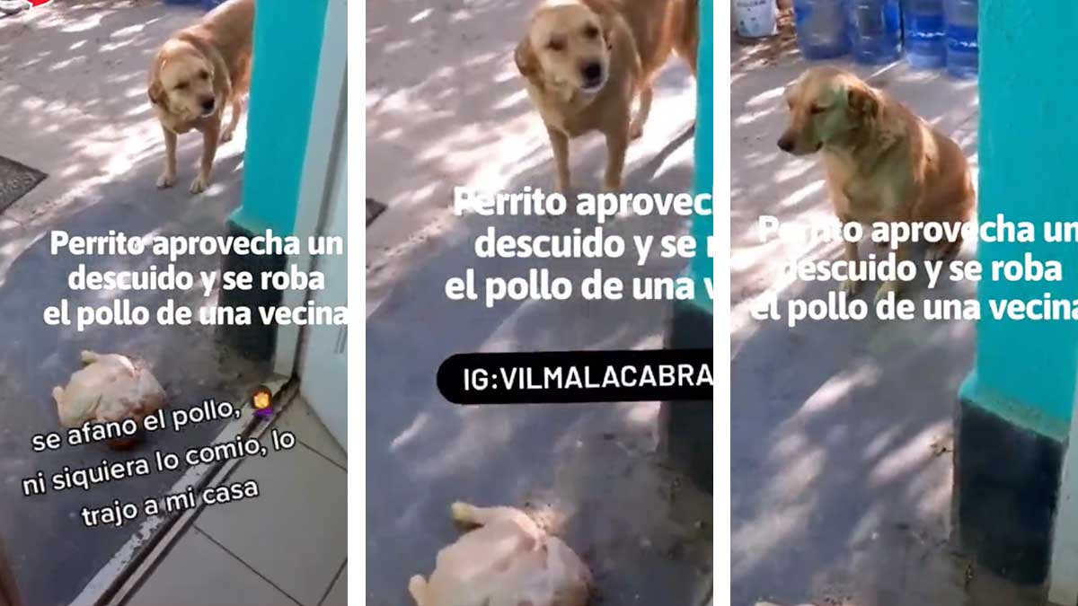 Perra que se robó un pollo se lo regala a su dueña; ve video viral