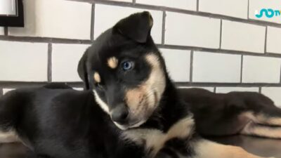 Perrito de ojos claros y pelaje oscuro en espera de ser adoptado en hotel para animales abanados en la CDMX