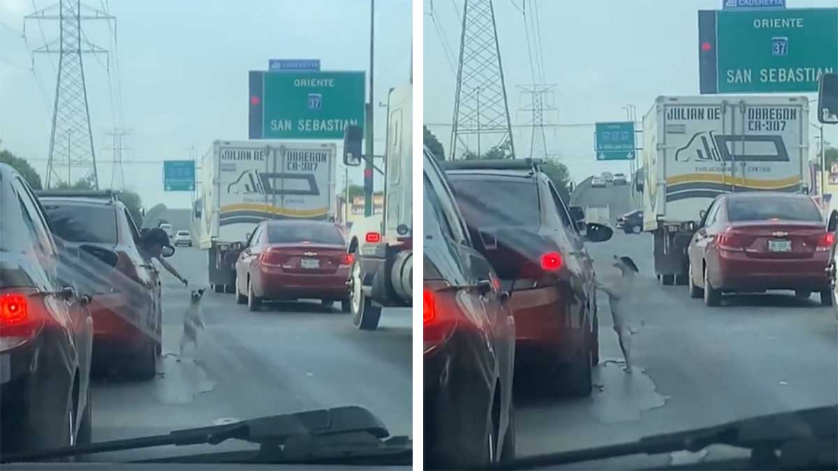 Perro Abandonado Avenida Monterrey