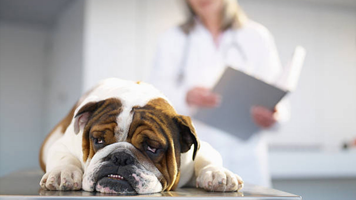 ¿Cómo saber si tu perro está enfermo?