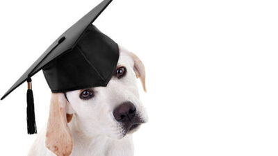 perro guía recibe diploma por asistir a todas las clases
