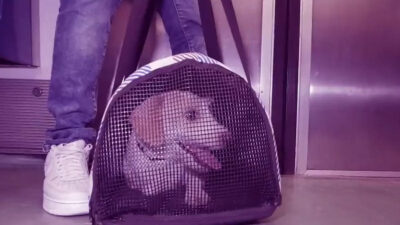 Polo, perro de la Semovi, nos enseña cómo viajar con mascotas en el Metro de la CDMX
