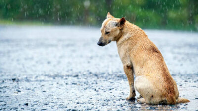 perro refugio de lluvia