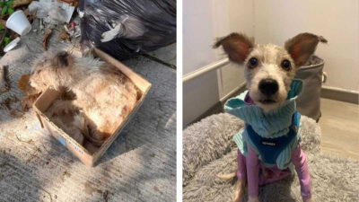 Antes y después de perros rescatados de la calle