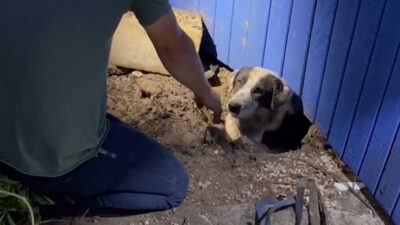 Perro atrapado tras un tornado en Texas es rescatado por un grupo de periodistas