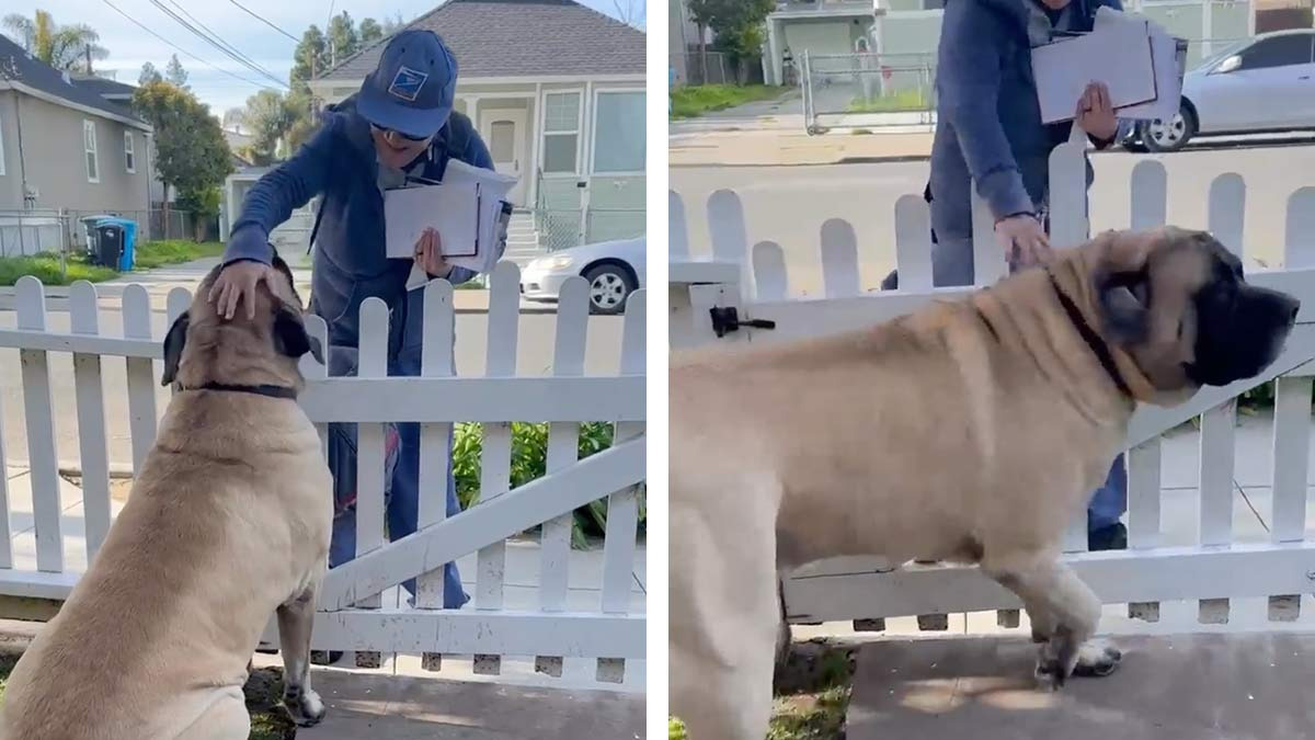 Perro saluda emocionado todas las mañanas a su amiga la cartera y se vuelve viral