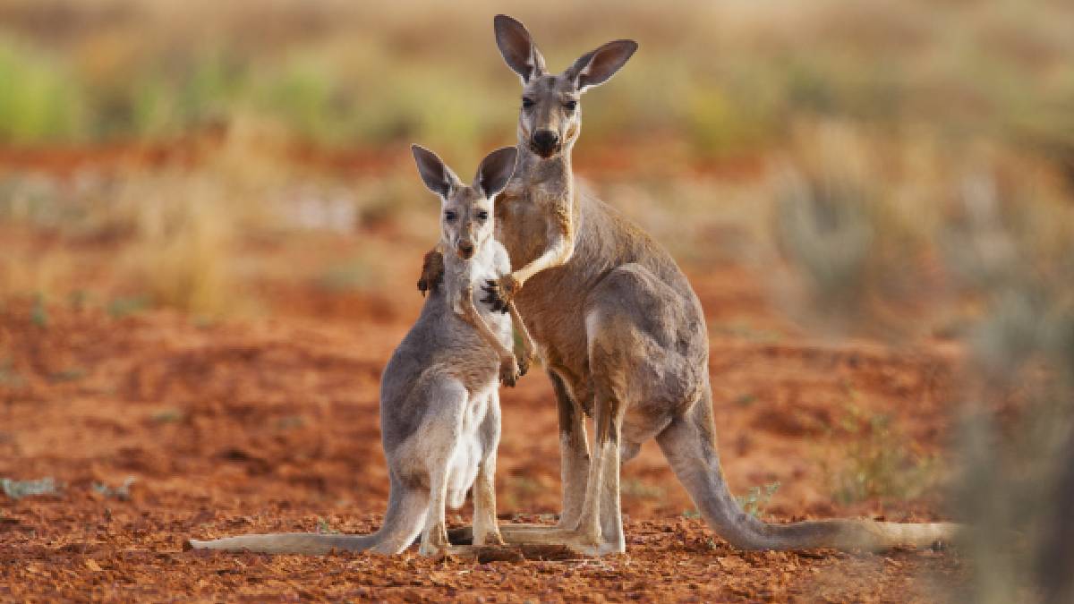 Sobrepoblación de canguros en Australia