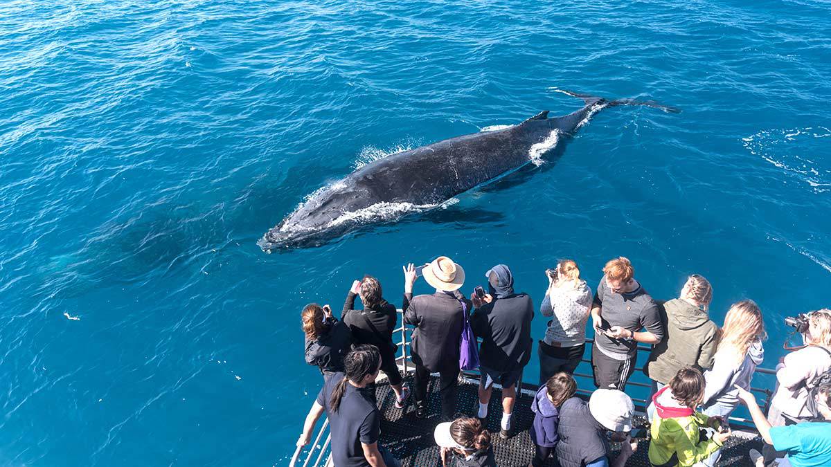 avistamiento de ballenas lo que debes hacer