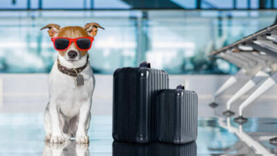 Viajes de lujo para mascotas: esta aerolínea ofrece todas las comodidades para tu perro o gato