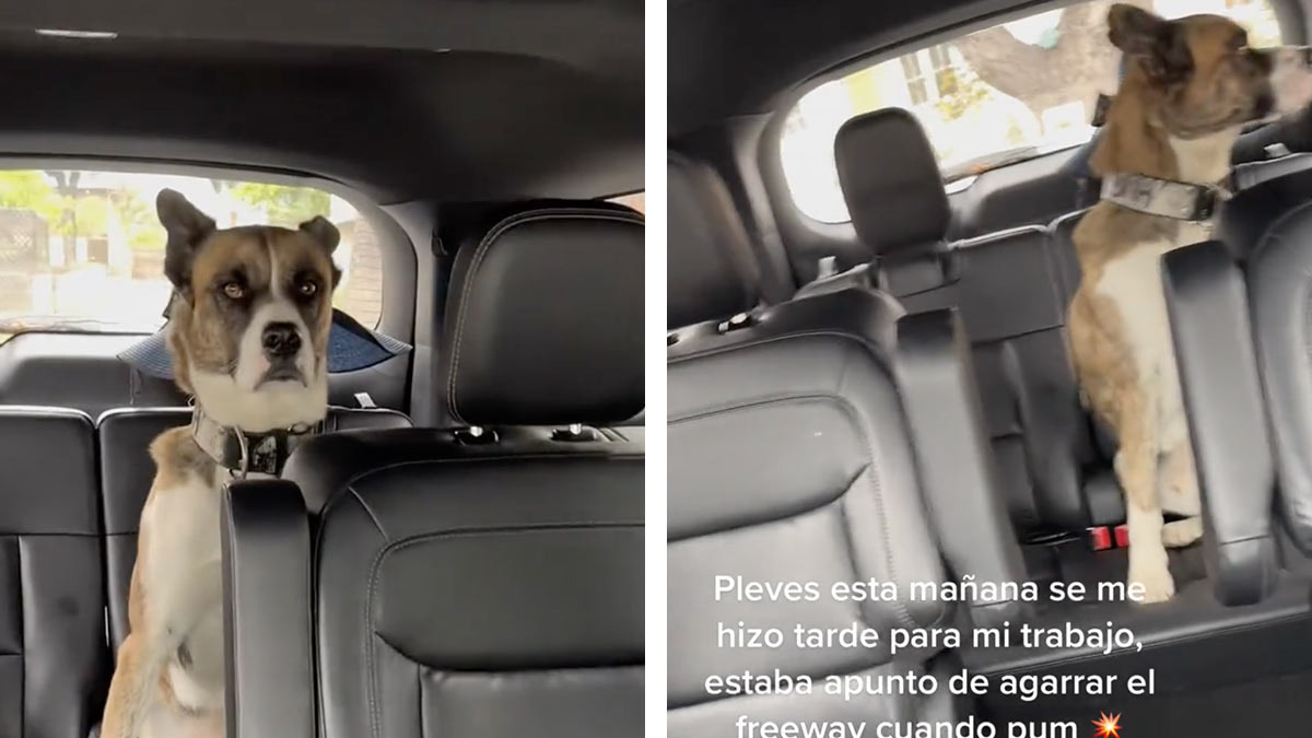 Perro sube al auto de su humana y hace que llegue tarde al trabajo