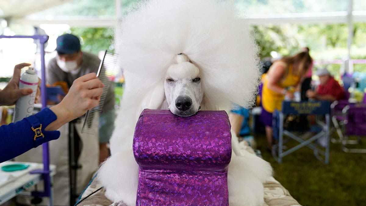 Westminster Kennel Club Dog Show, la exposición canina de Nueva York; ve las adorables fotos
