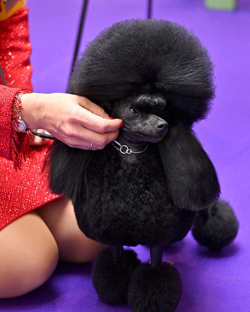 Westminster Kennel Club Dog Show, la exposición canina de Nueva York; ve las adorables fotos