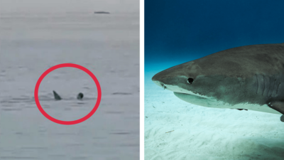 Un ataque de tiburón en Egipto