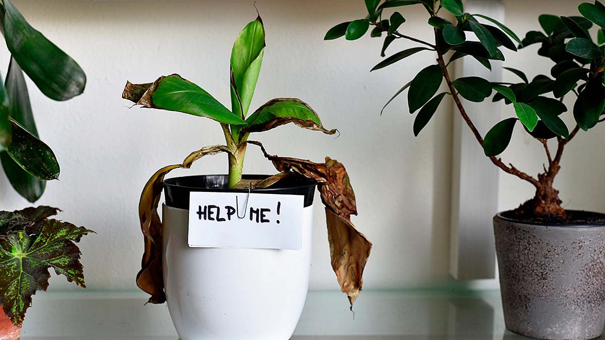 cómo revivir una planta 