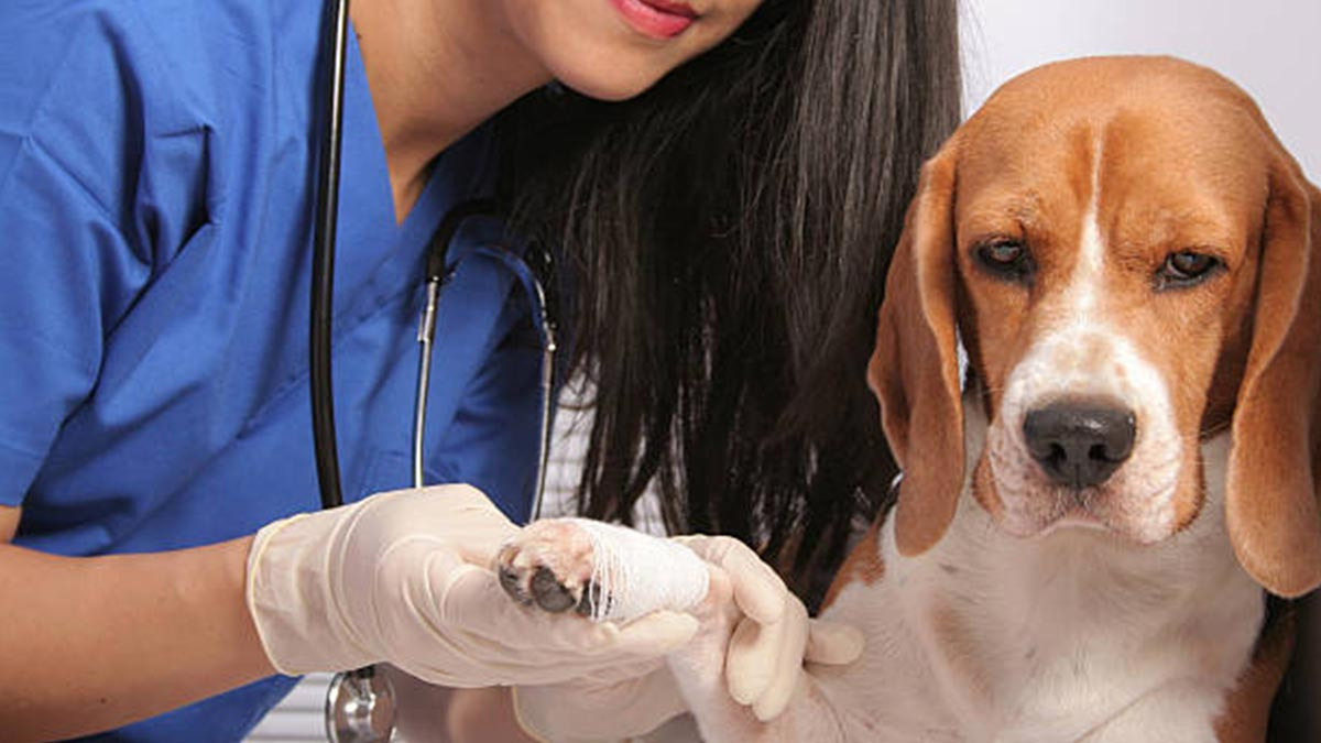 Cómo saber perro picó araña