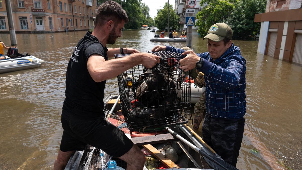 En Jersón, Ucrania, salvan animales de inundaciones tras destrucción de represa