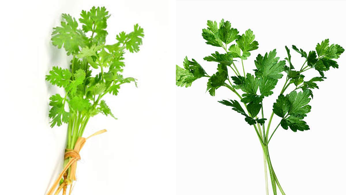 Cuál es la diferencia entre cilantro y perejil