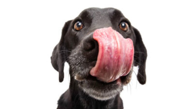 Esta perrita tiene la lengua más larga del mundo y ahora tiene el Récord Guinness