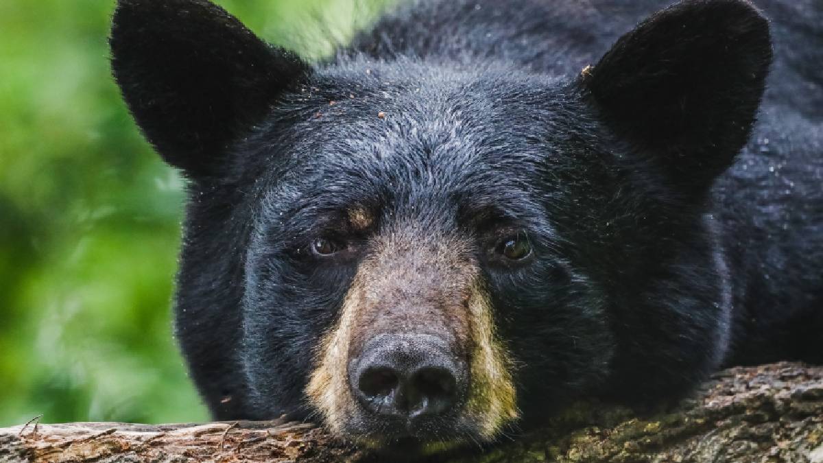 Oso negro entra a fiesta en Nuevo León