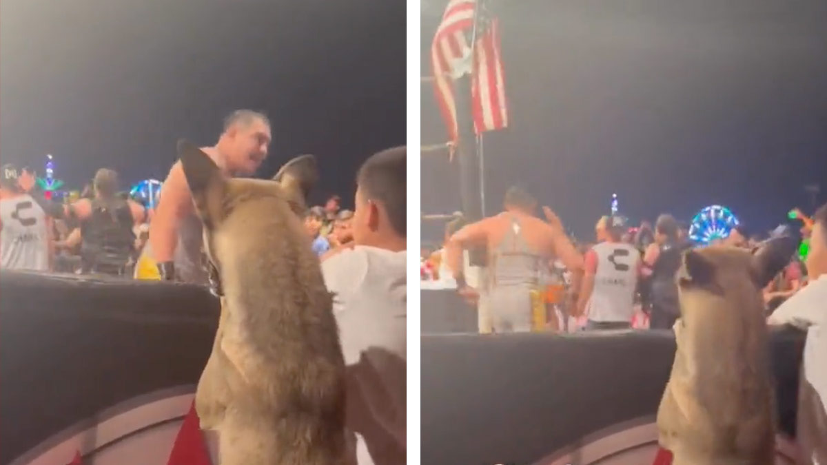 Perrito amante de las luchas se hace viral al mostrar su emoción ante el cuadrilátero