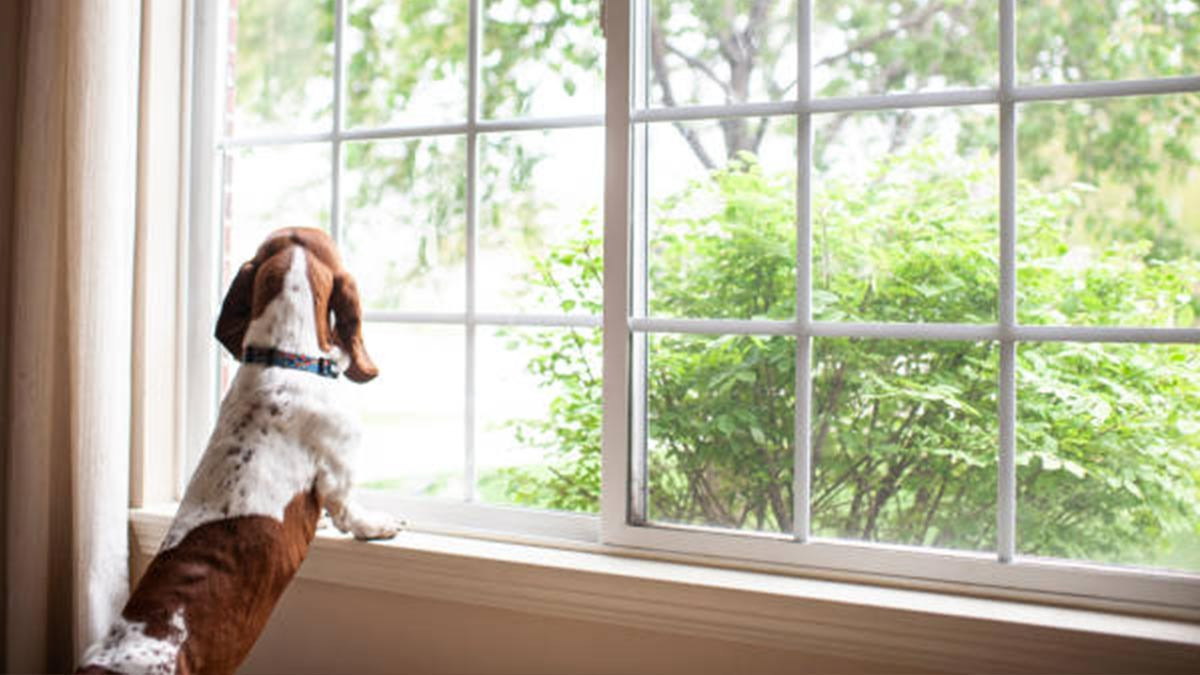 ¿Por qué a mi perro le gusta estar de chismoso en la ventana?