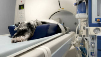 Perro recibe radioterapia en un hospital público y causa controversia