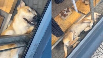 Perro viral se queda dormido en el aparador de una tienda