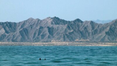 Vaquitas marinas captadas en el Golfo de California.